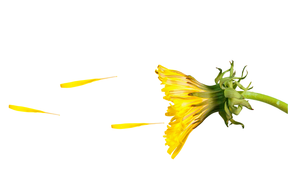 When Spring Winds Blow The Kitchen Can Heal