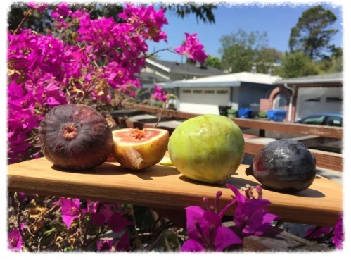 figs