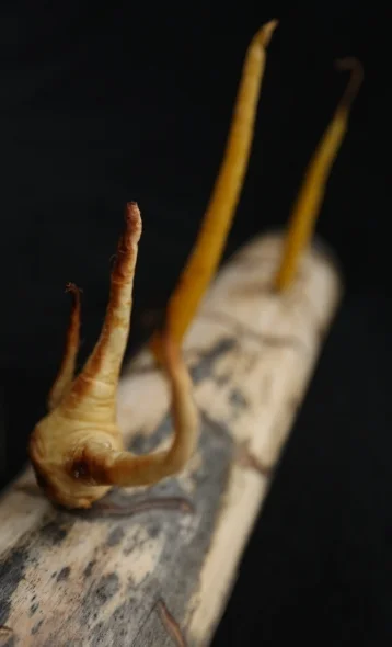 Root Vegetables Roasted 