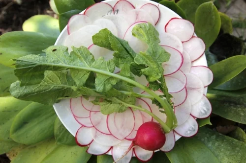 The Radishes of Spring 