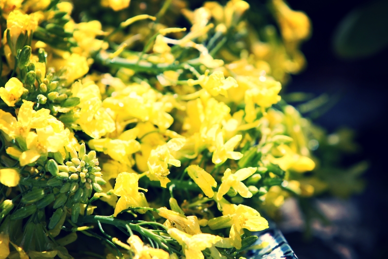 April Showers Bring Kale Flowers 