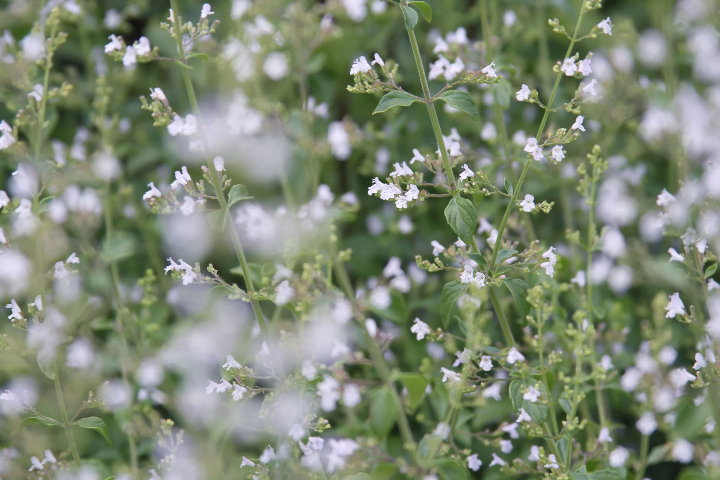 _Graceful Jungle_.jpg