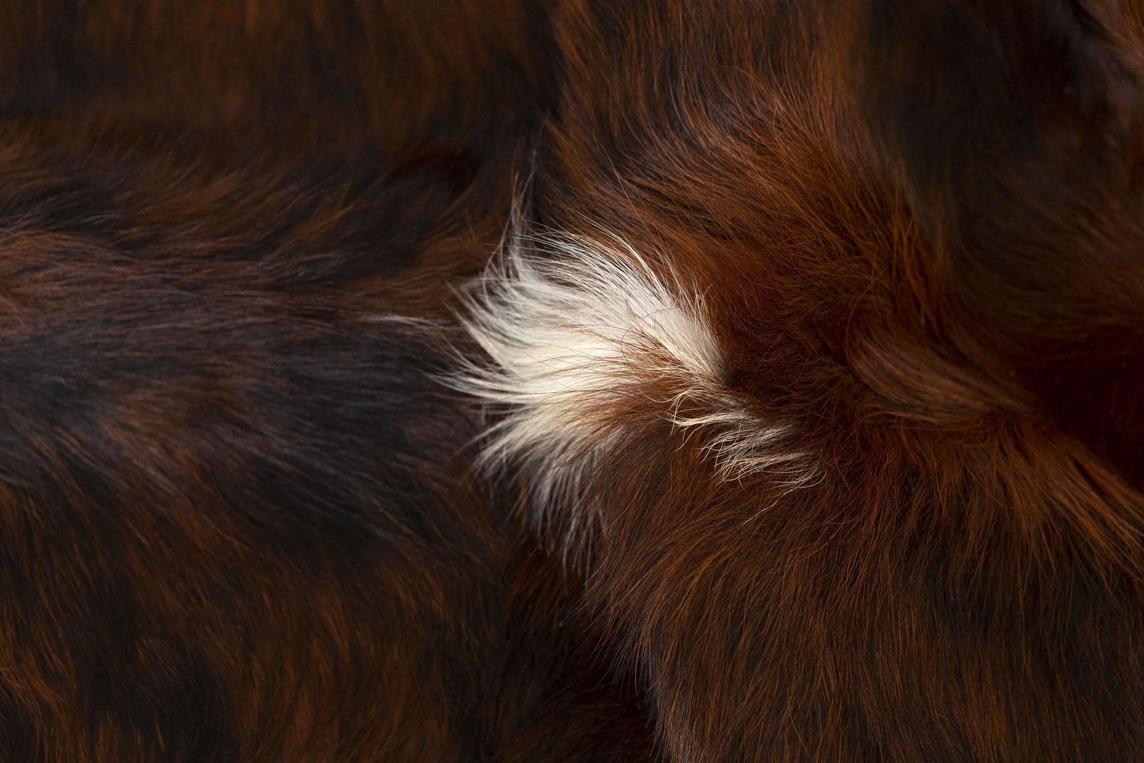Detail_SMALL.jpg