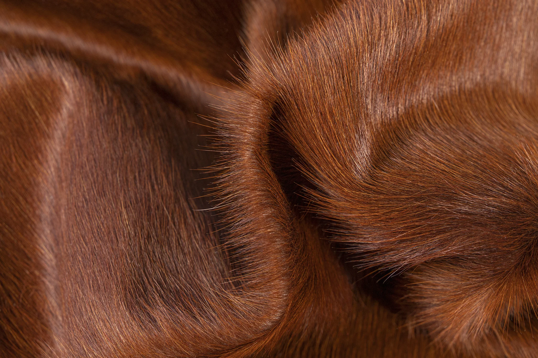Detail_SMALL.jpg