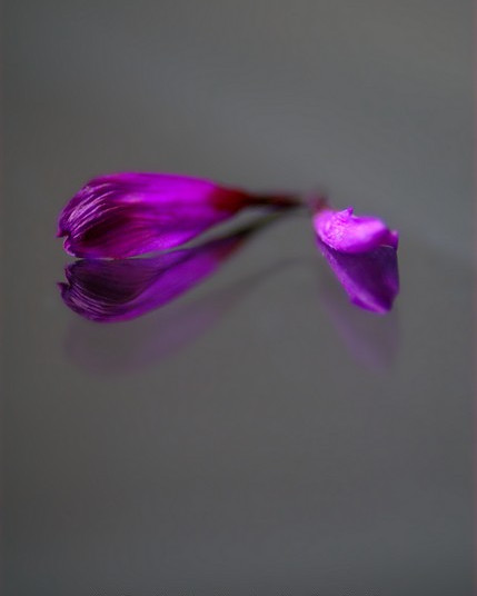 petals.glass.4.2.jpg
