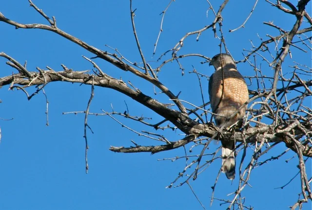Coopers Hawk - kristie atwood