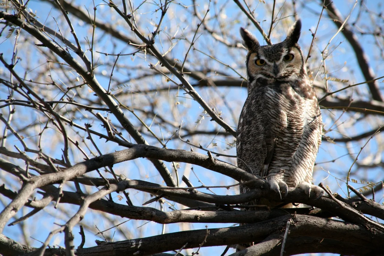Great Horned Owl - kristie atwood