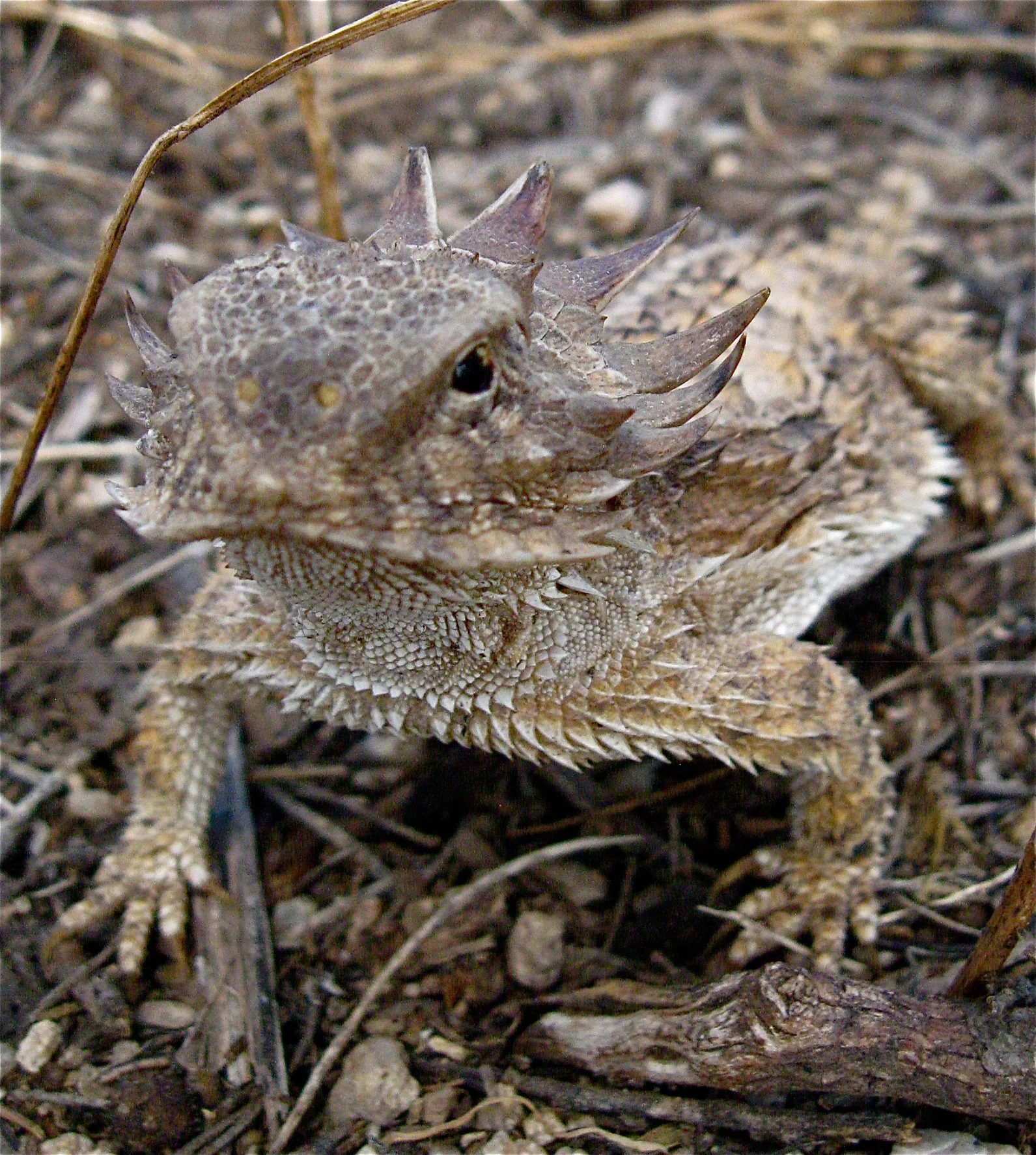 Horned Lizard detail- david christiana