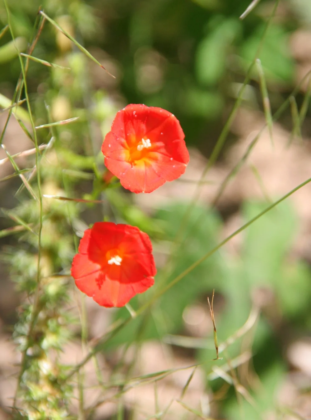 Transpecos Morning-glory