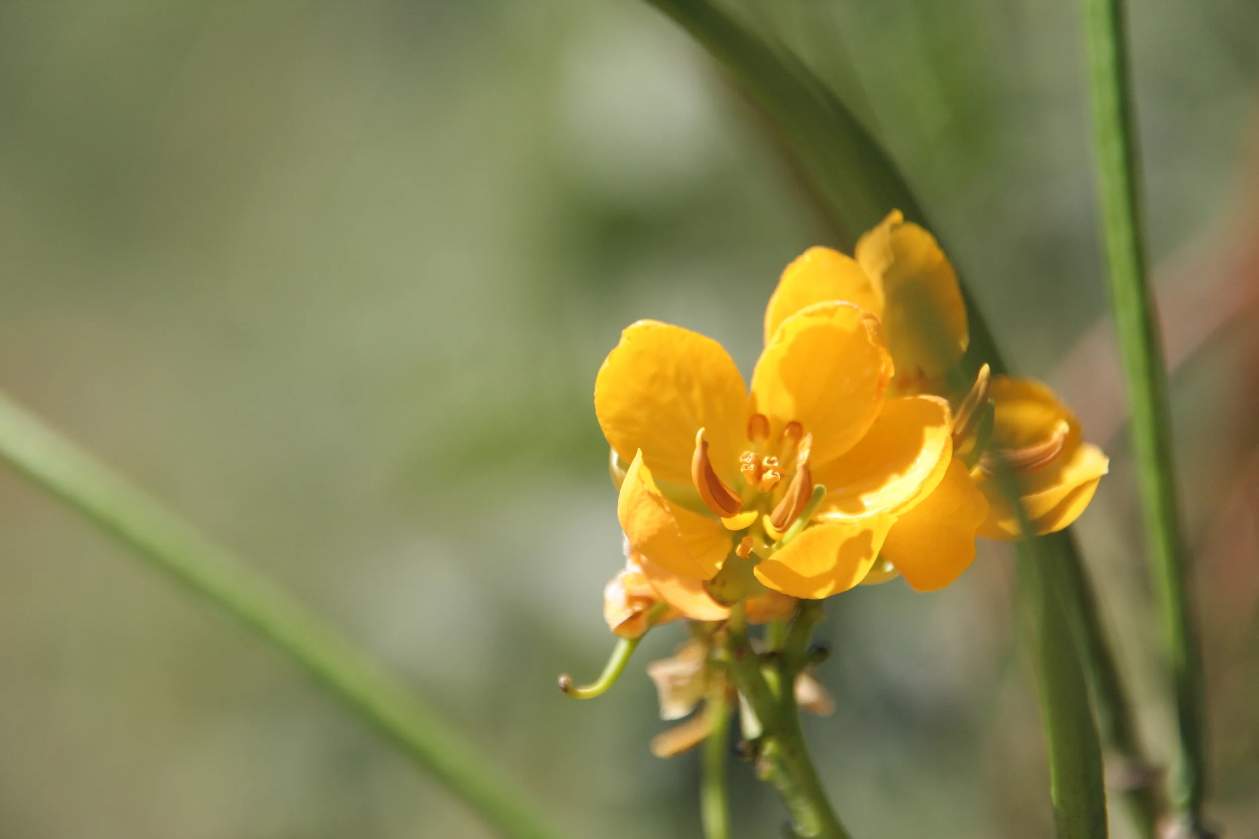 Woolly Senna