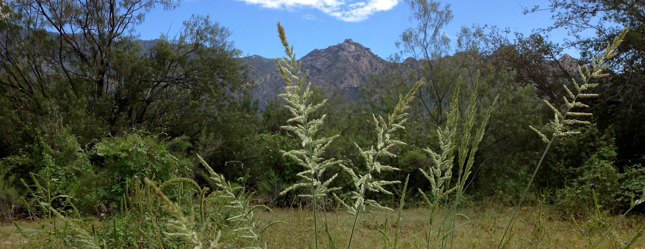 Sand Dropseed - GLF September 2014