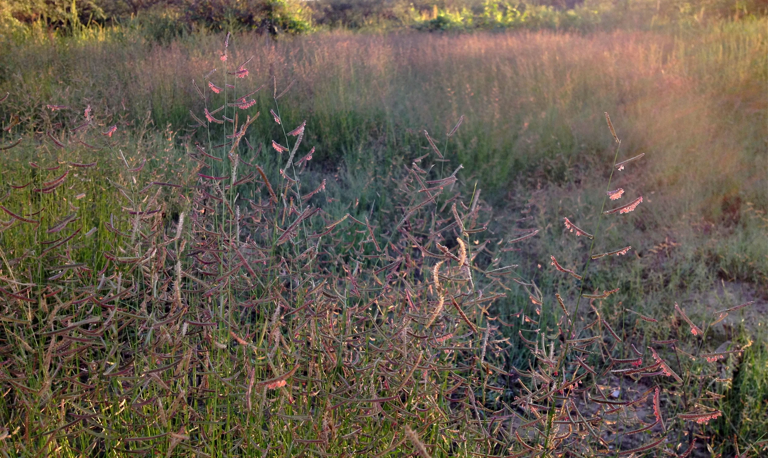 Rothrock grama - GLF Riparian Preserve - September 2014