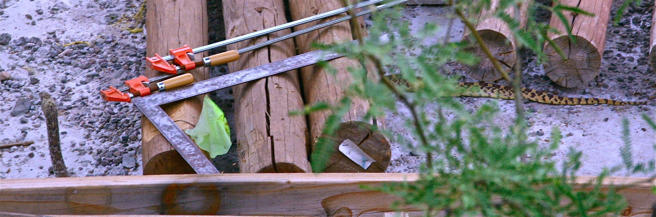 Notice her head lifted at left and tail at far right. Her body is stretching under the posts! Not great photos but hey, it was almost dark. 