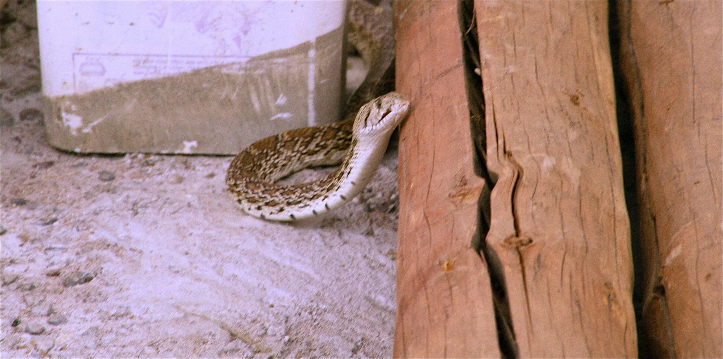 She's checking me out! Namaste big girl!