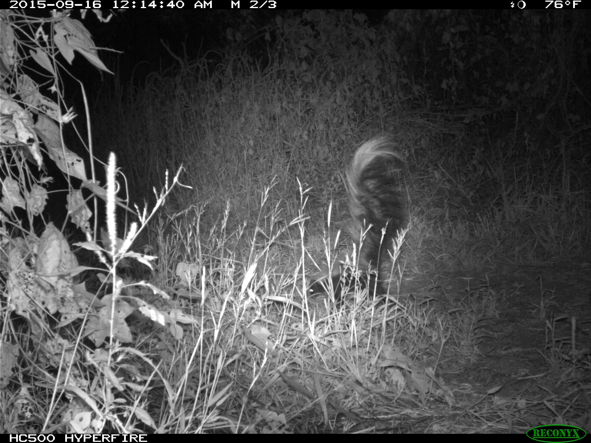A skunk!