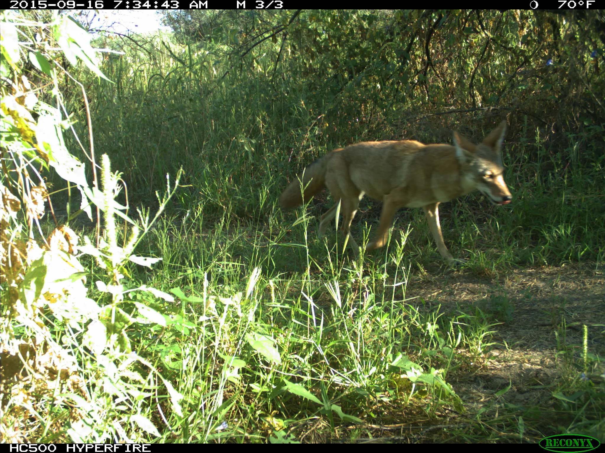 And...Another coyote, who appears to like mornings! Welcome!