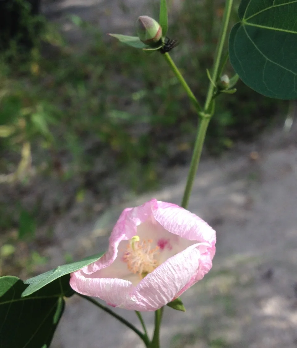 Gossypium Thurberi!