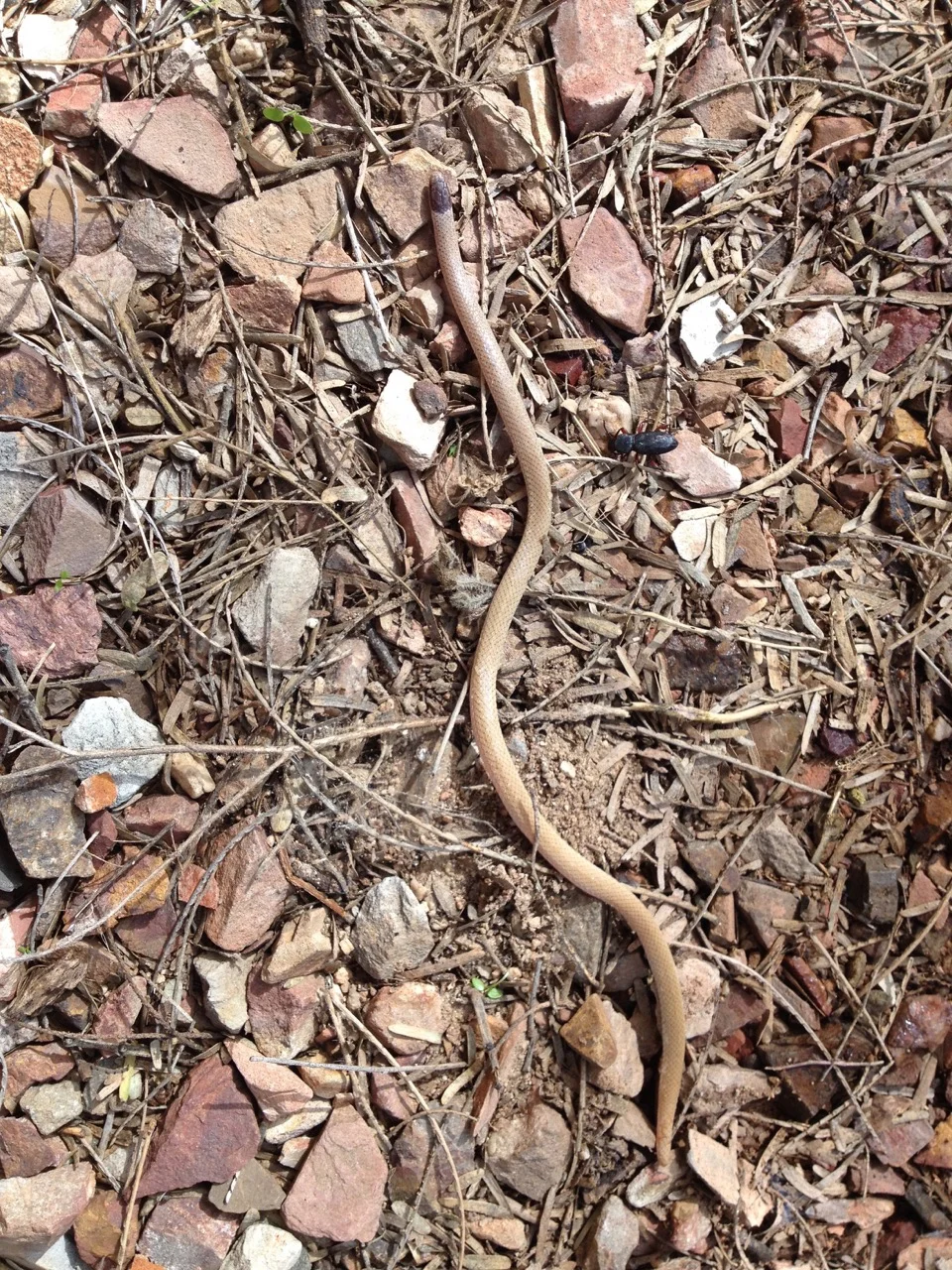 Blind Snake... so small. Look at the beetle beside it, and the scorpion!