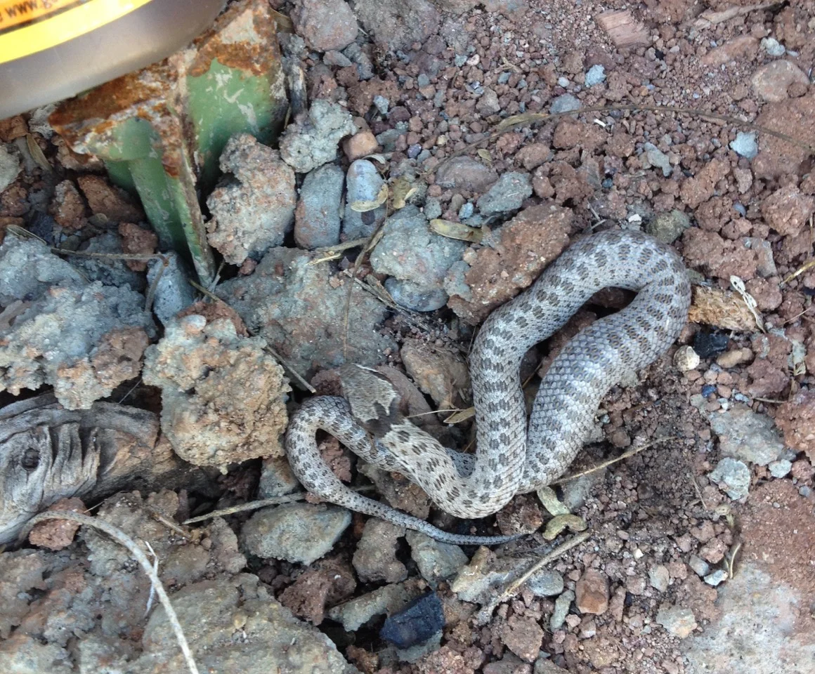 Night Snake, a rear fanged snake with mild venom. Also small; it's next to a T post.