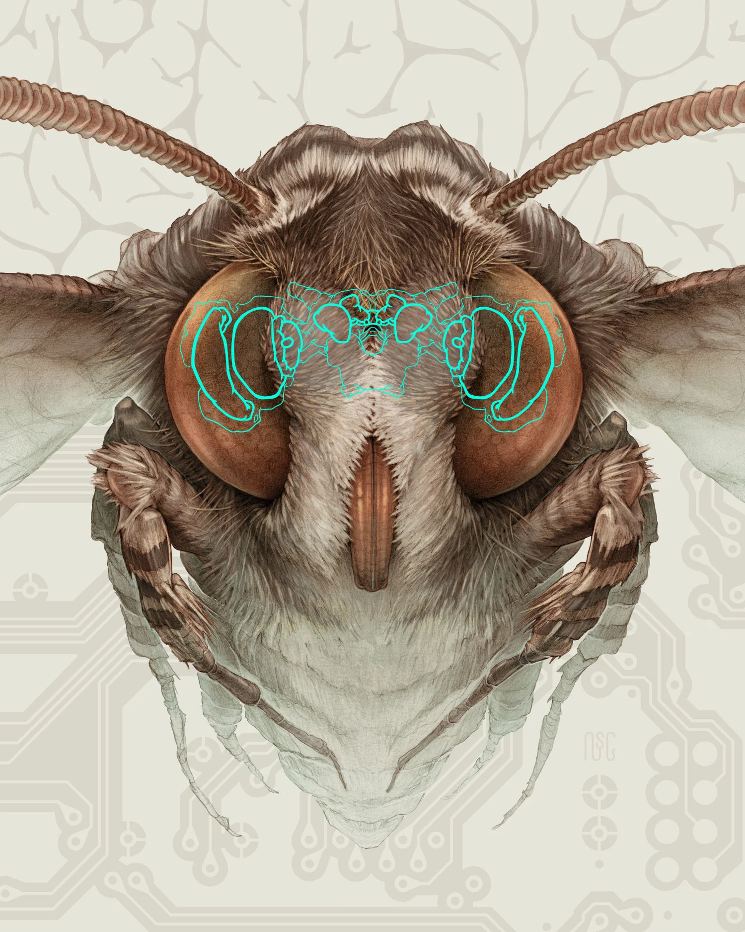 moth_no-text_1500px.jpg