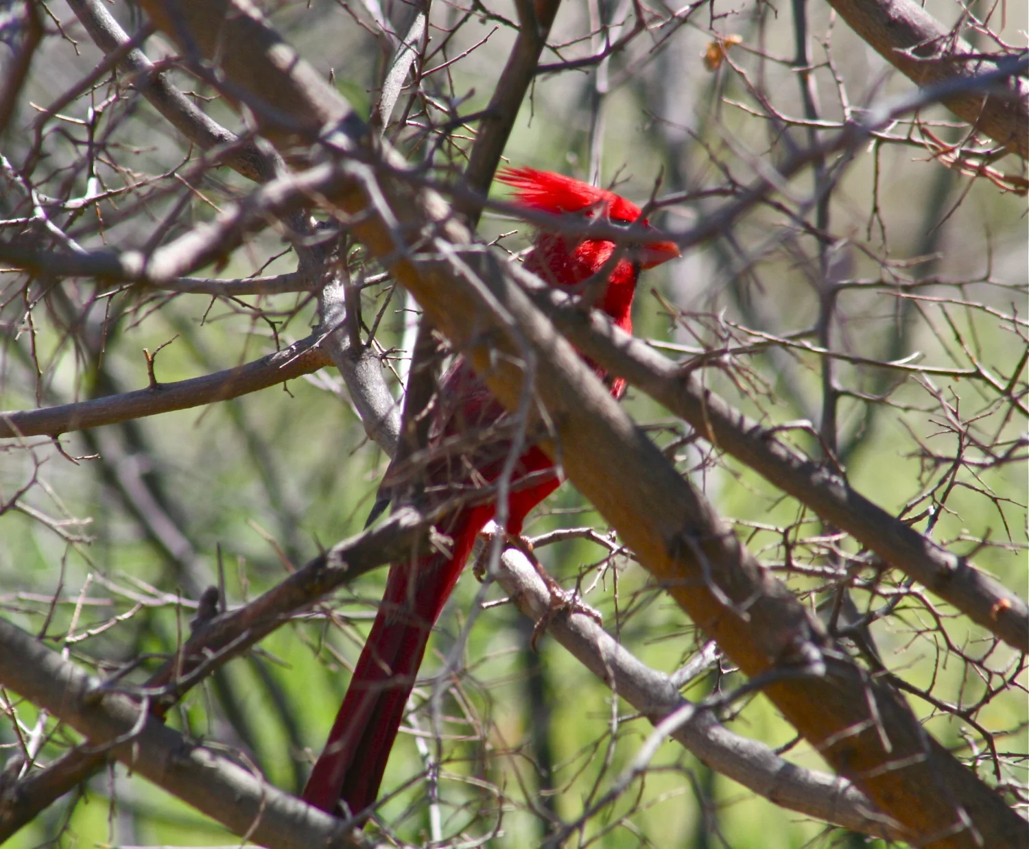 Cardinal hanging around.