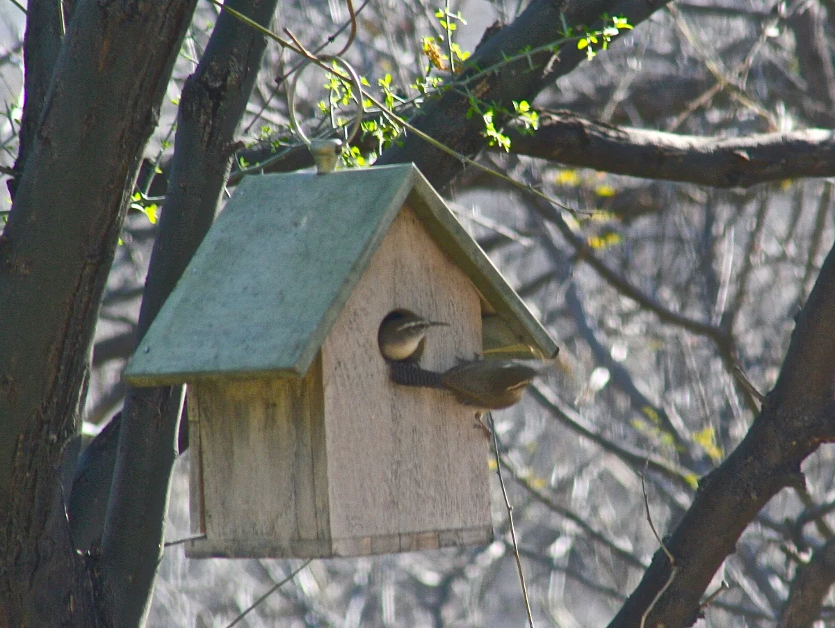 Bewick's Wrens nesting.