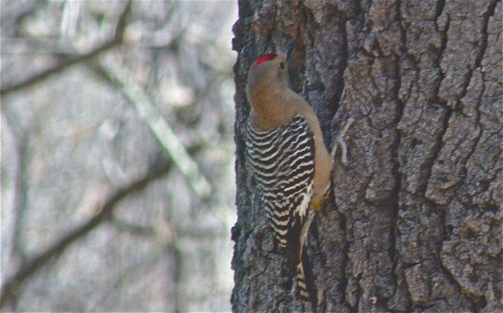 Gila Woodpecker
