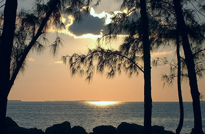 sky through trees.JPG