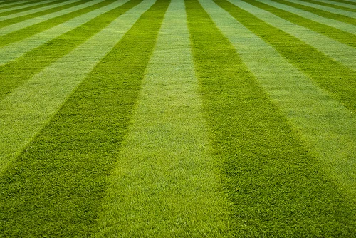 Your Lawn