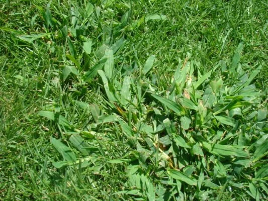 Smooth Crab Grass
