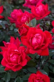 Knockout Rose