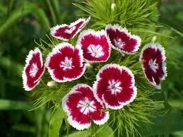 Dianthus