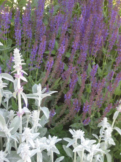 Plant Bed