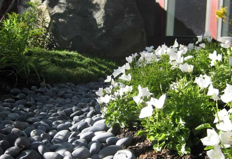 Plants and Pebbles