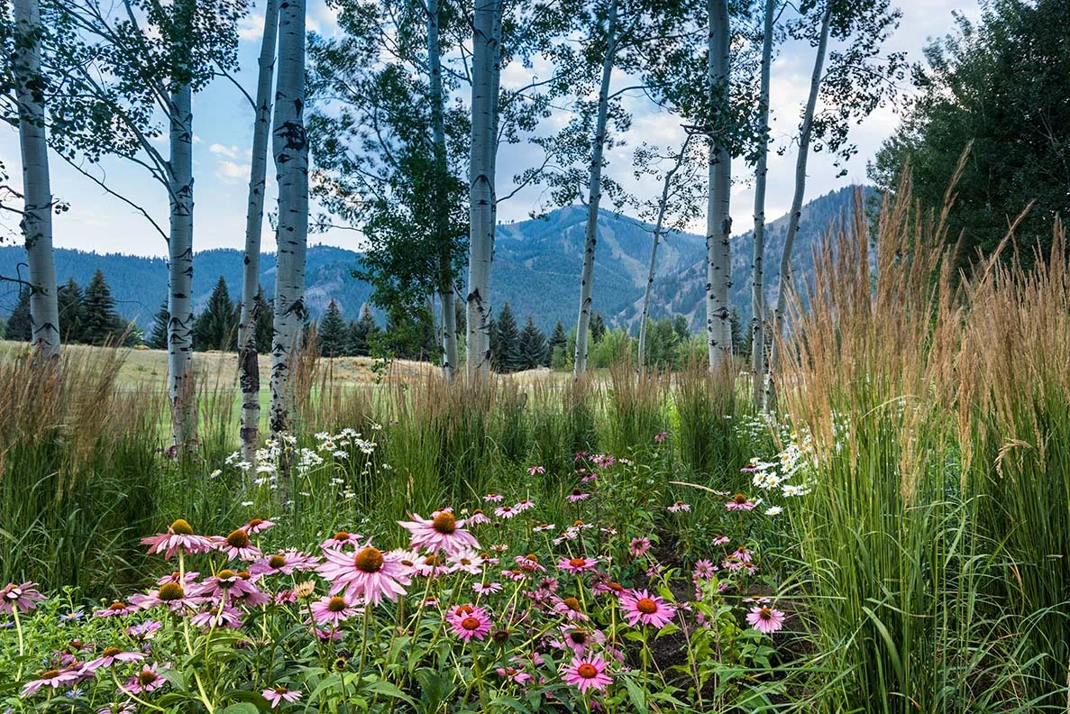 DG flowers view SMALL.jpg