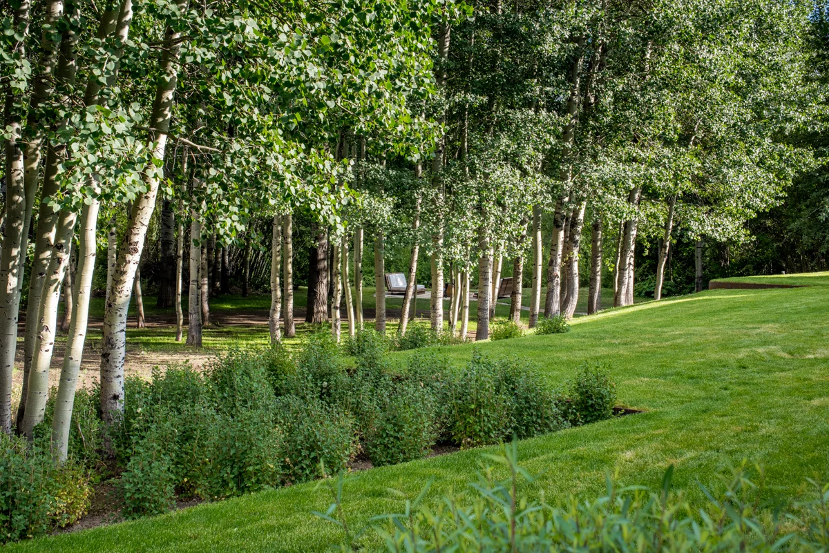 aspen.jpg