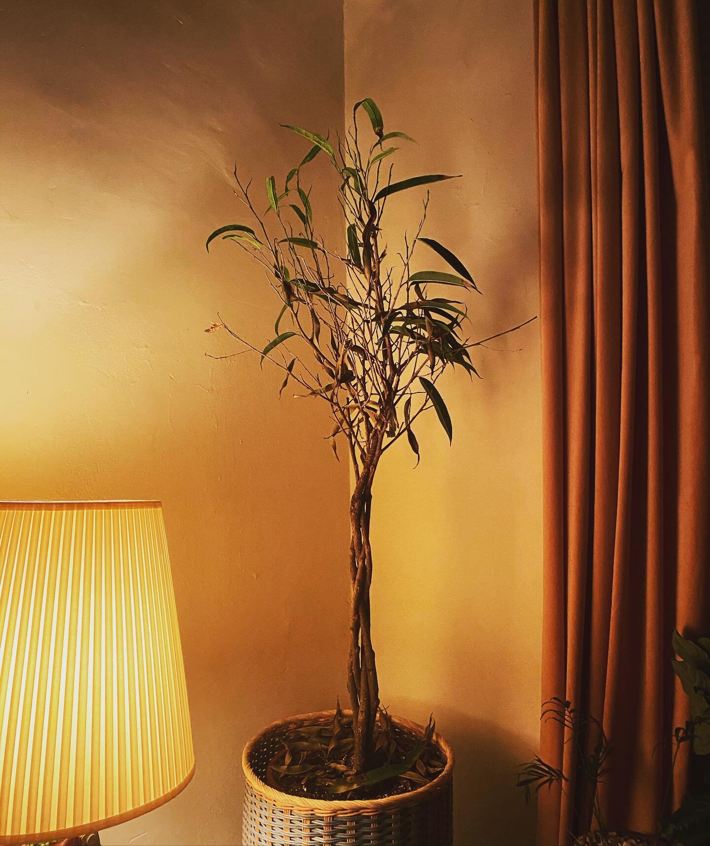 my ficus, doing its best waiting for godot 
#mood #festive #beckett