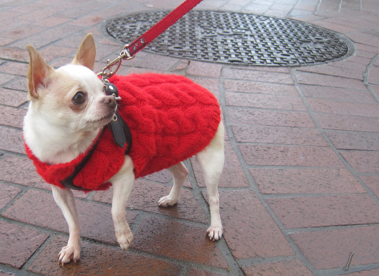 dog.jpg