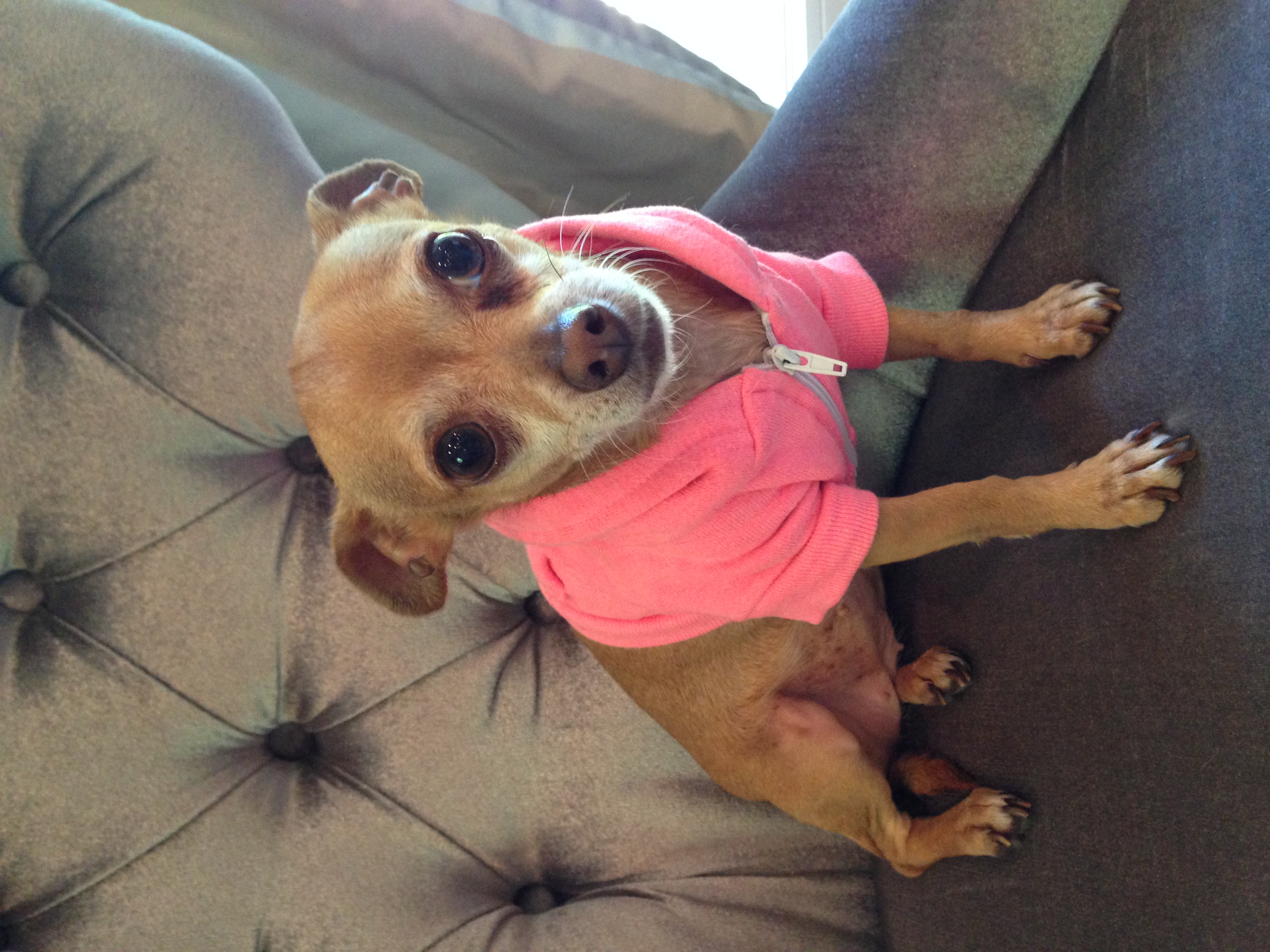 Miss molly5.JPG