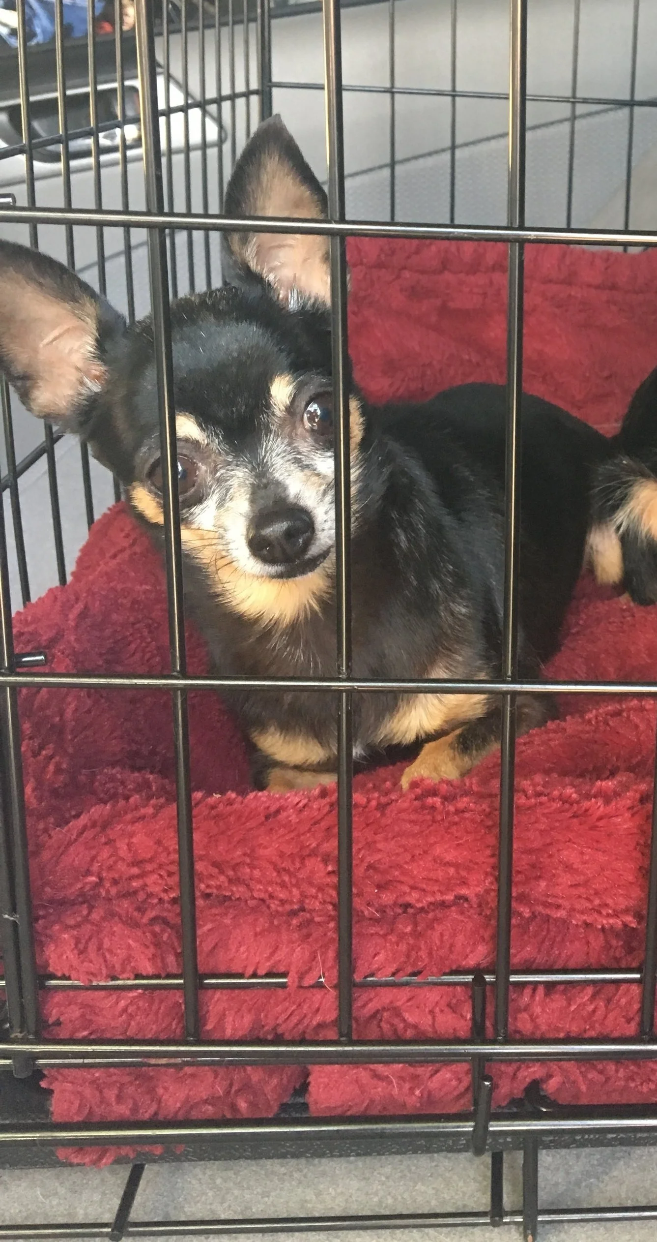 stella and sugar.JPG