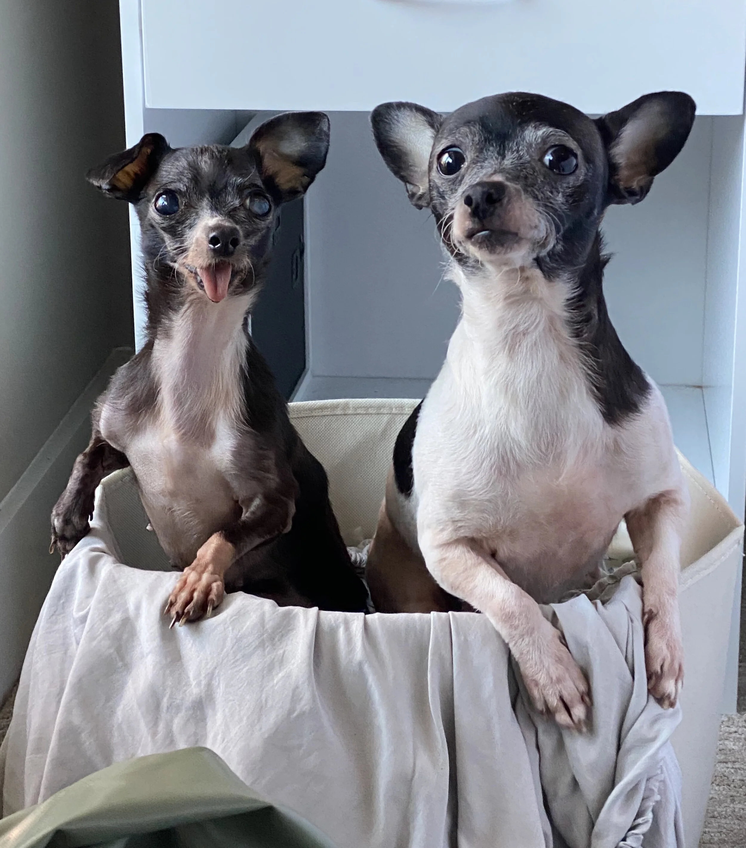 Dita and Sugar4.jpg