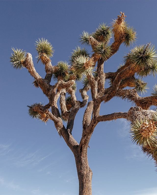 Slow growin’ - 11/19