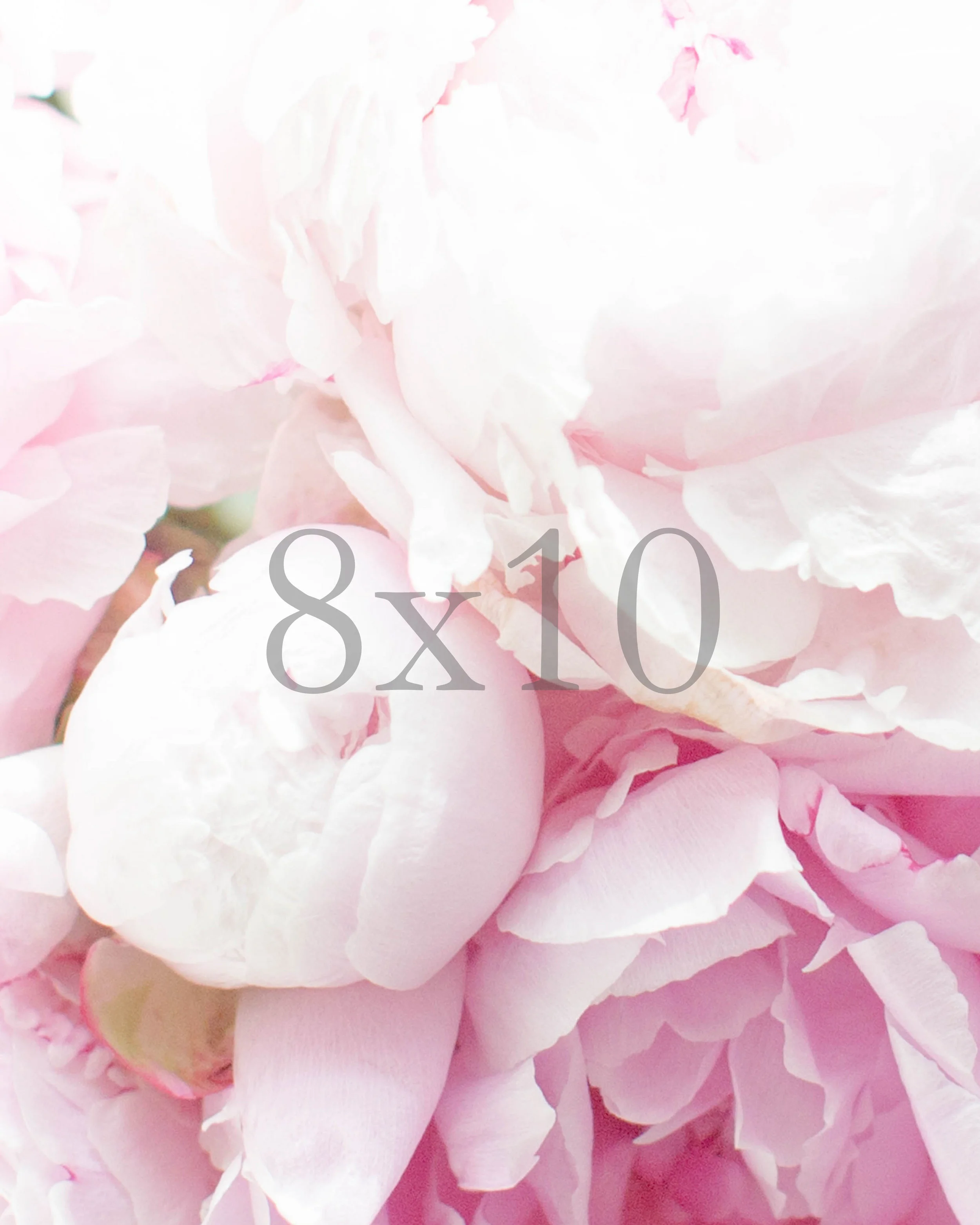 8x10 pink peonies watermark.jpg