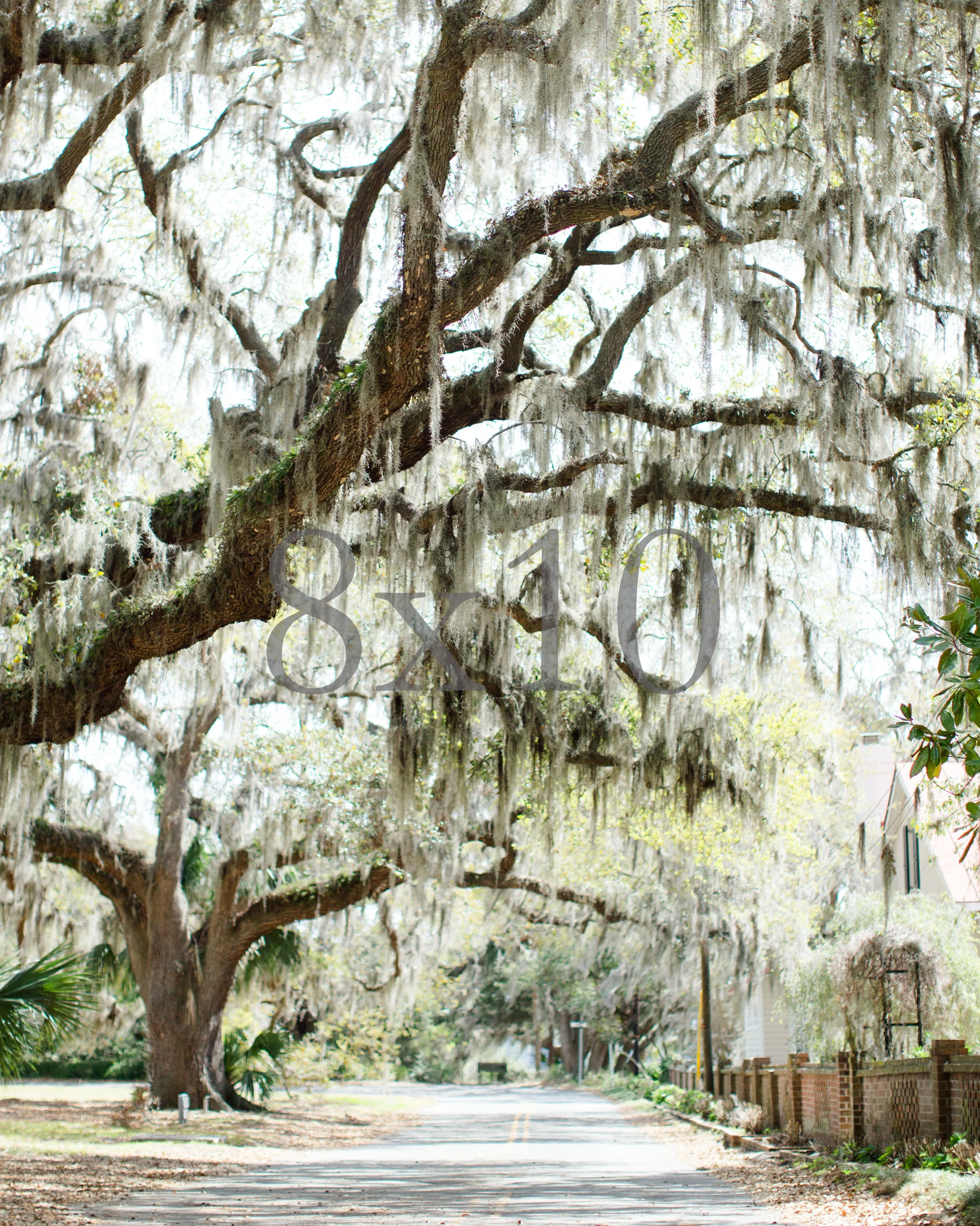 8x10 spanish moss with watermark.jpg