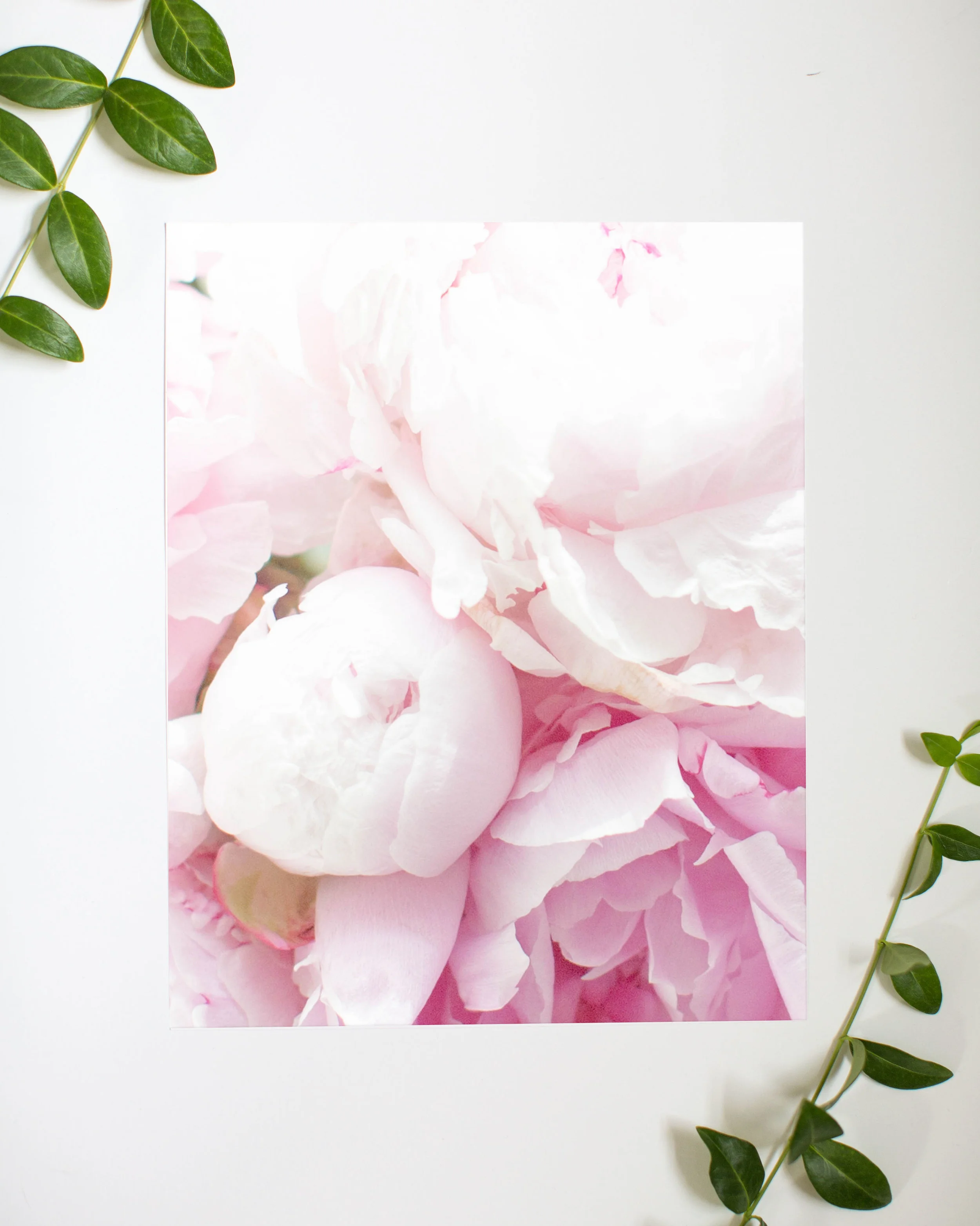 pink peoonie print only.jpg