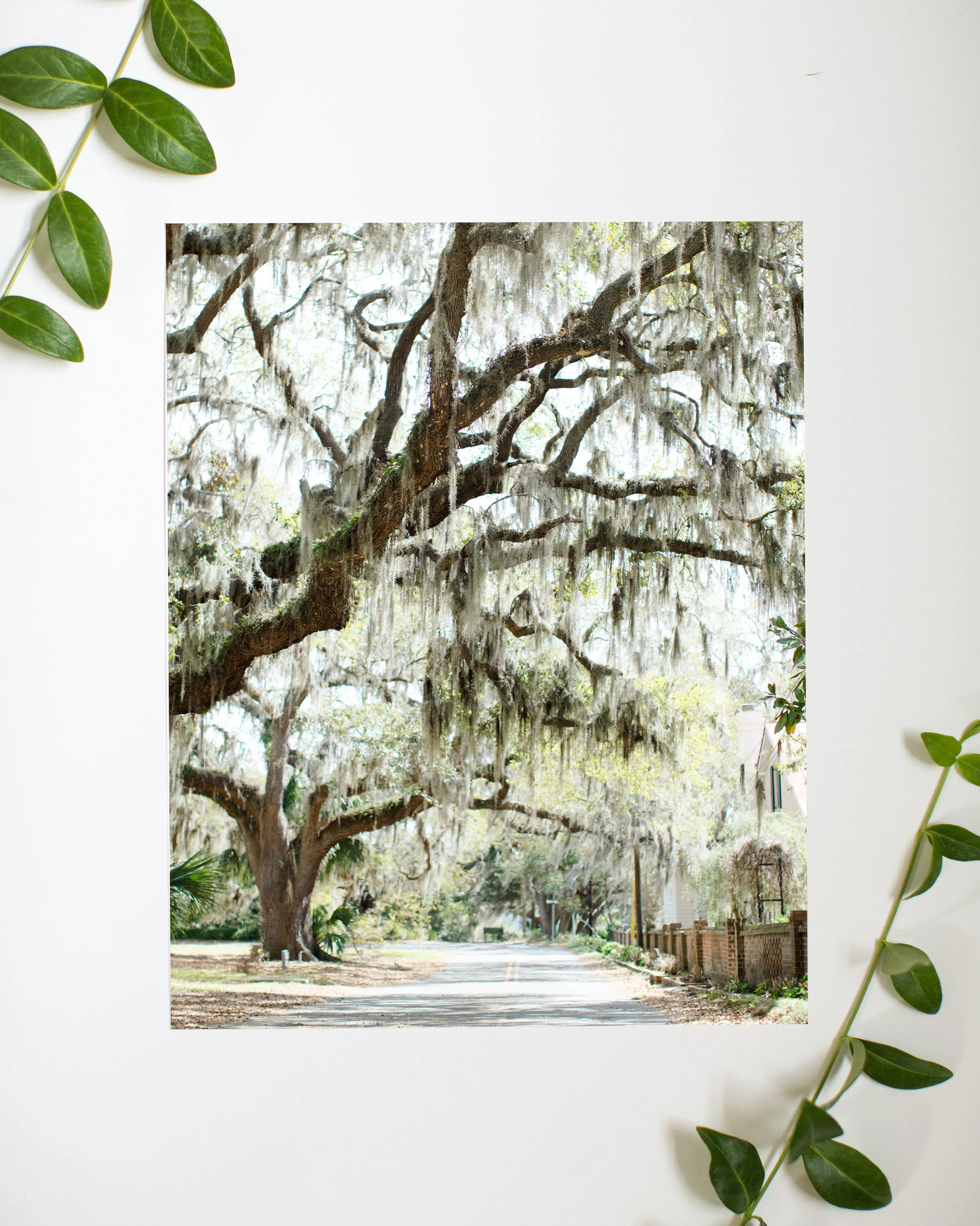spanish moss with greenery.jpg