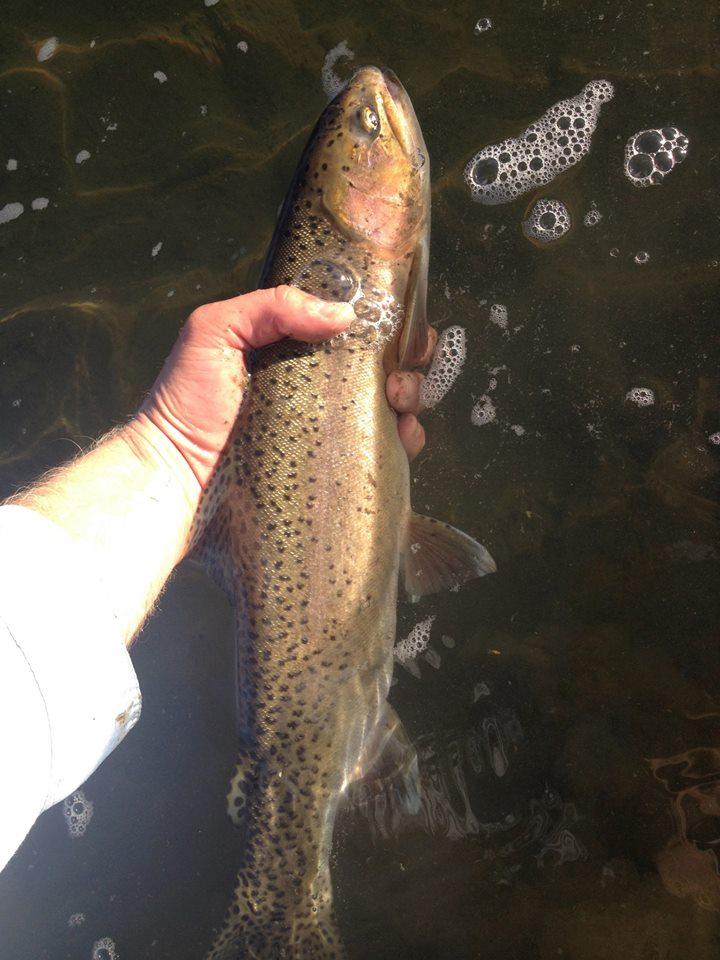 A Griz Lax player showing off his catch