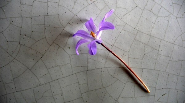 flower and texture: photo by Robert Przybylski