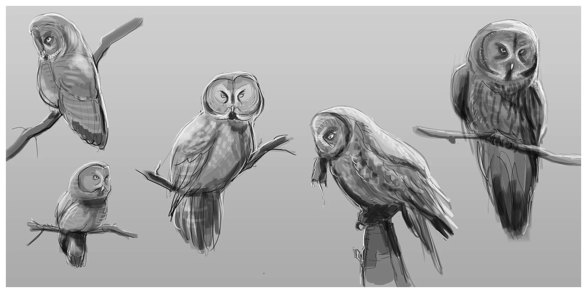owl_perched_2.jpg