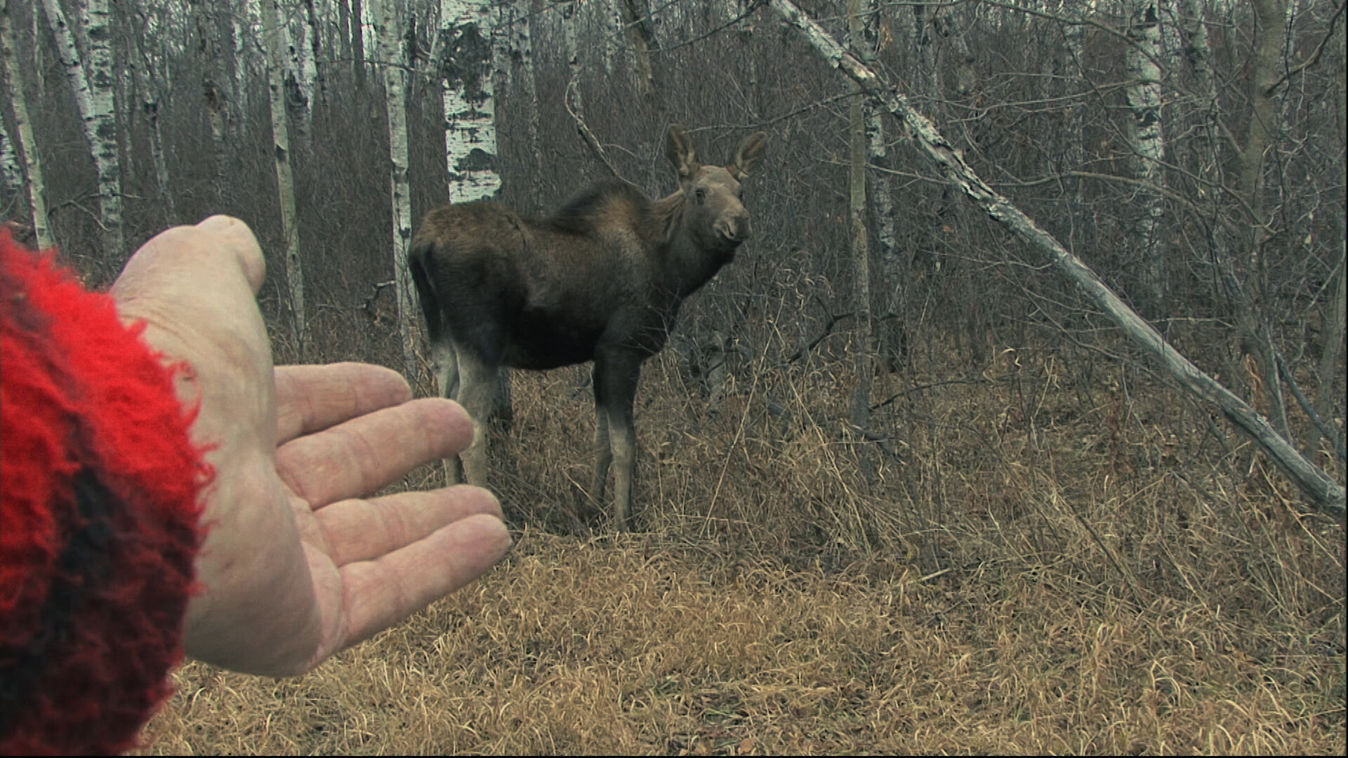 GiantsOfTheBorealForest_Still_1.jpg